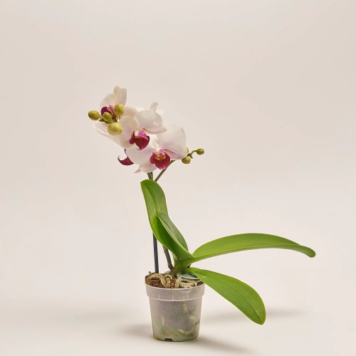 Фаленопсис мультифлора 1ст. мікс, артикул: 53125 Зображення товару Фаленопсис мультифлора 1ст. мікс, артикул: 53125