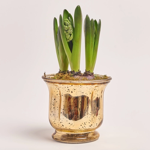 Гіацинт мікс, артикул: 43715 Зображення товару Гіацинт мікс, артикул: 43715