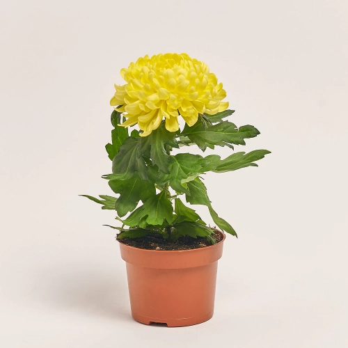 Зображення товару Хризантема Супернова мікс, артикул: 26451