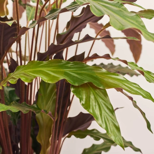 Калатея Руф, артикул: 52615 Зображення товару Калатея Руф, артикул: 52615