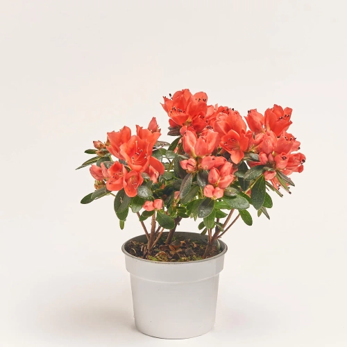 Зображення товару Азалія мікс, артикул: 57113