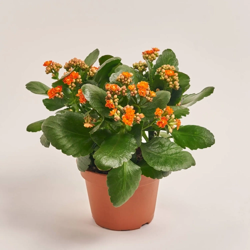 Зображення товару Каланхоє мікс, артикул: 18511