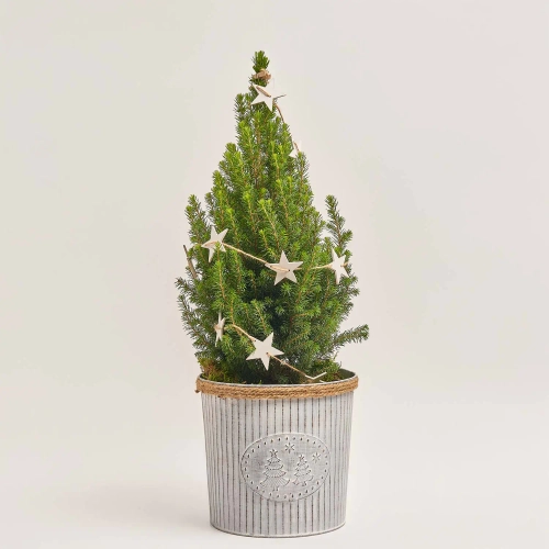 Ялина Магніфік у метал. відрі, артикул: 53600 Зображення товару Ялина Магніфік у метал. відрі, артикул: 53600