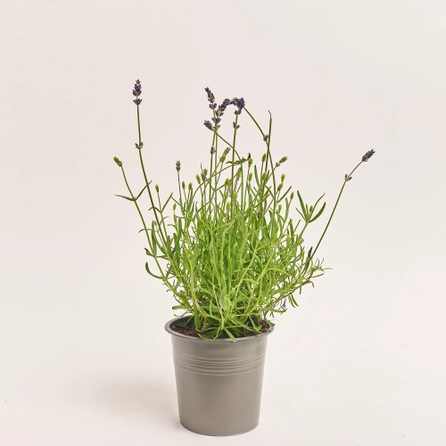 Зображення товару Лаванда Анук Арома Вайт, артикул: 57461