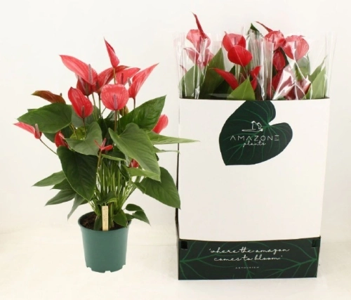 Зображення товару Антуріум Мелодія Ібіс, артикул: 56036