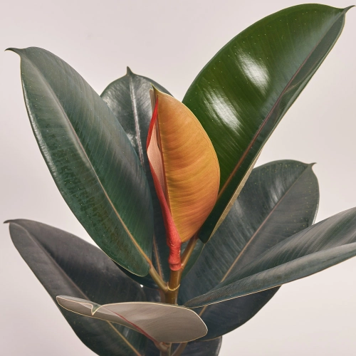 Фікус ел Абіджан, артикул: 42503 Зображення товару Фікус ел Абіджан, артикул: 42503