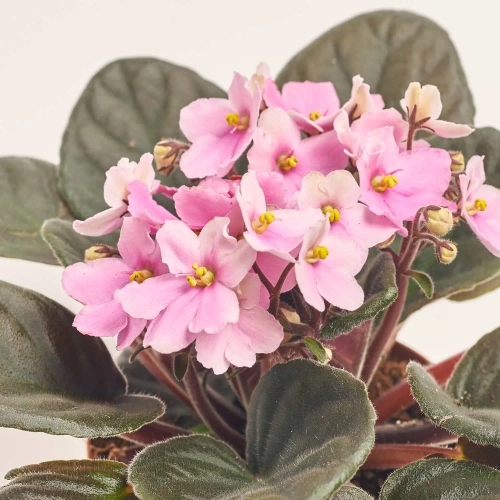 Зображення товару Сенполія мікс, артикул: 18381