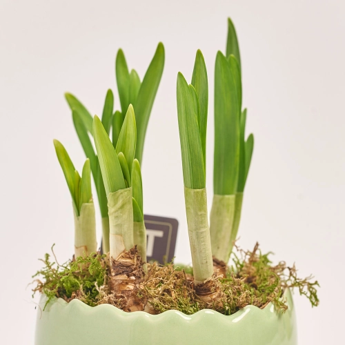 Нарцис Тет-а-Тет в кер., артикул: 45992 Зображення товару Нарцис Тет-а-Тет в кер., артикул: 45992