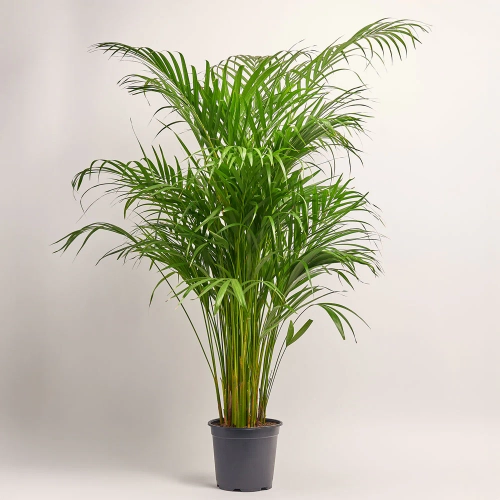 Зображення товару Дипсіс Лутесценс, артикул: 51742