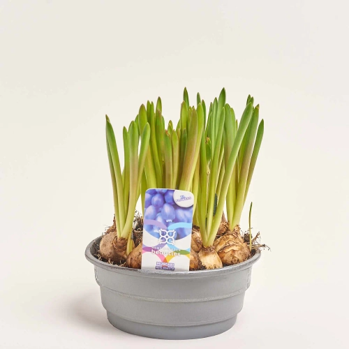 Зображення товару Мускарі Біг Смайл, артикул: 56944