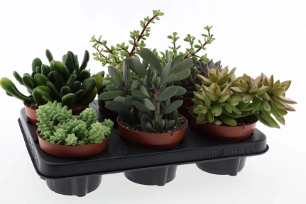 Зображення товару Сукулент мікс, артикул: 57016