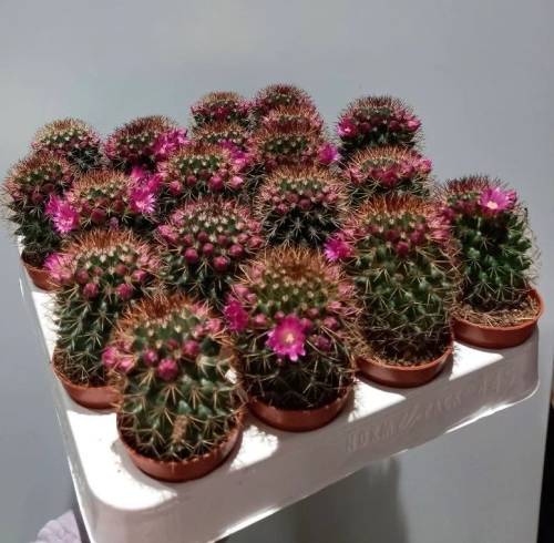 Зображення товару Мамілярія Ернесті, артикул: 57166