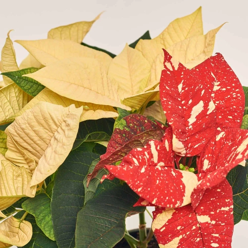 Зображення товару Пуансетія Супер Глітер, артикул: 43435