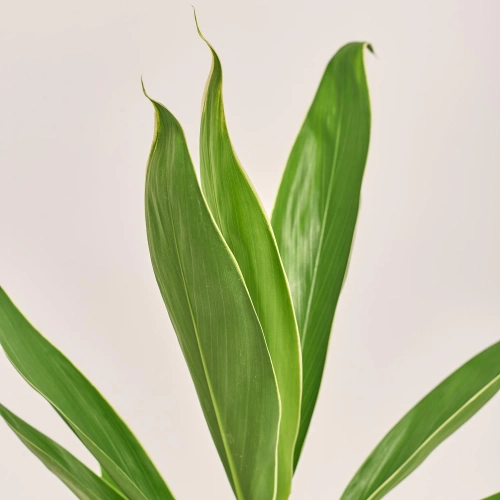 Зображення товару Кордиліна Конга, артикул: 50505