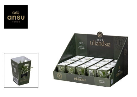 Тілландсія Іонанта Грін в кер., артикул: 57008 Зображення товару Тілландсія Іонанта Грін в кер., артикул: 57008