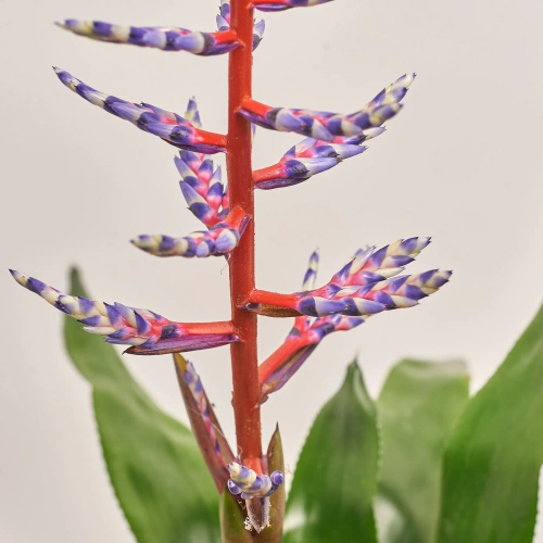 Зображення товару Ехмея Блу Рейн, артикул: 3641