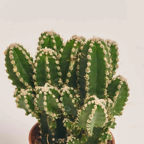 Зображення товару Кактус з квітами, артикул: 53320