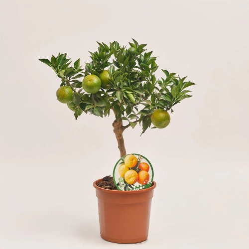 Цитрофортунелла Чінотто мандарин, артикул: 53911 Зображення товару Цитрофортунелла Чінотто мандарин, артикул: 53911