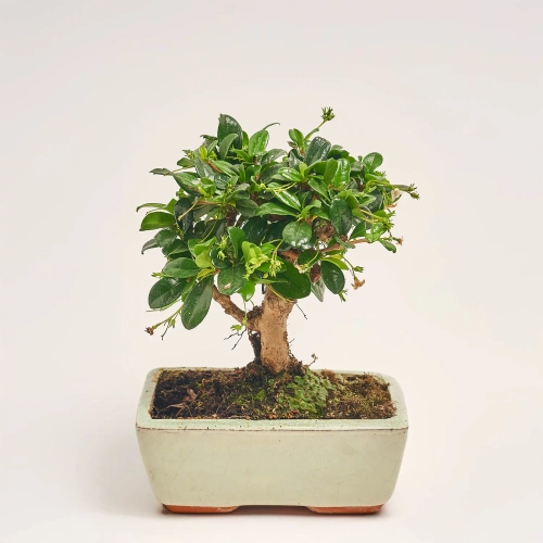 Бонсай в кер., артикул: 17924 Зображення товару Бонсай в кер., артикул: 17924