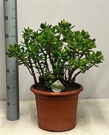 Красула Овата, артикул: 53875 Зображення товару Красула Овата, артикул: 53875