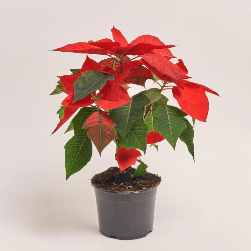 Зображення товару Пуансетія Крісмас Ред, артикул: 53966