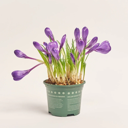 Крокус Рекорд, артикул: 56681 Зображення товару Крокус Рекорд, артикул: 56681