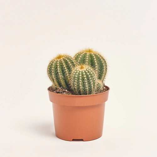 Зображення товару Нотокактус Варассі, артикул: 33837