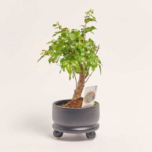 Бонсай в кер., артикул: 56679 Зображення товару Бонсай в кер., артикул: 56679