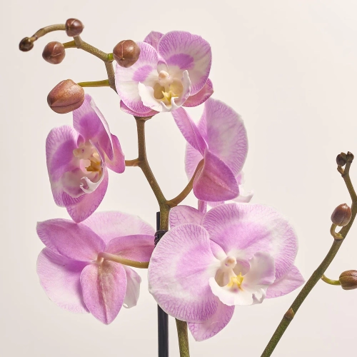 Зображення товару Фаленопсис 1ст. мікс, артикул: 18850