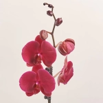 Зображення товару Фаленопсис 1ст. мікс, артикул: 18850