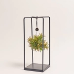 Зображення товару Тілландсія Куб мікс, артикул: 57009