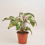 Зображення товару Калатея Ф'южн Вайт, артикул: 54044