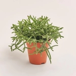 Зображення товару Рипсаліс мікс, артикул: 29885