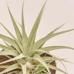 Зображення товару Тілландсія Ксерографіка, артикул: 53074