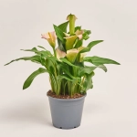 Зображення товару Зантедескія мікс, артикул: 34092