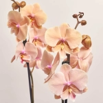 Зображення товару Фаленопсис 2ст. мікс, артикул: 18519