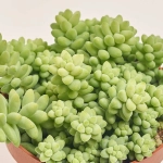 Зображення товару Сукулент мікс, артикул: 2084