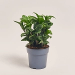 Зображення товару Заміокулькас Зензі 5ст., артикул: 53969