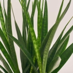 Зображення товару Сансевієрія Кіркі, артикул: 53511