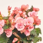 Зображення товару Бегонія мікс, артикул: 18662