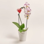 Зображення товару Фаленопсис каскад 1ст. мікс в кер., артикул: 55295