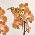 Зображення товару Фаленопсис 2ст. Мімесіс мікс, артикул: 33021