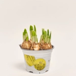 Зображення товару Нарцис Тет-а-Тет, артикул: 55893