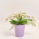 Зображення товару Фаленопсис Мф "Назаре" 4ст. в кер., артикул: 49370