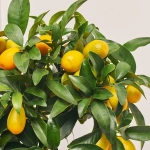 Зображення товару Цитрофортунелла Маргаріта кумкват, артикул: 36443