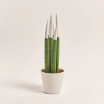 Зображення товару Сансевієрія Циліндріка гліттер в кер., артикул: 10110