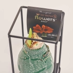 Зображення товару Амариліс "Індустріал Формз" у воску, артикул: 53968