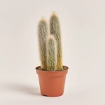 Зображення товару Кактус "Zuil" мікс, артикул: 54999