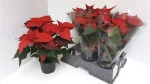 Зображення товару Пуансетія Крісмас Ред, артикул: 53966