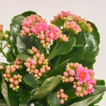 Зображення товару Каланхоє мікс, артикул: 18482